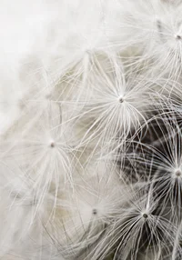 Dmuchawiec na łące