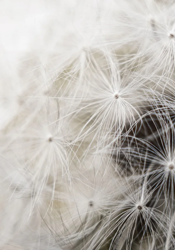 Dmuchawiec na łące