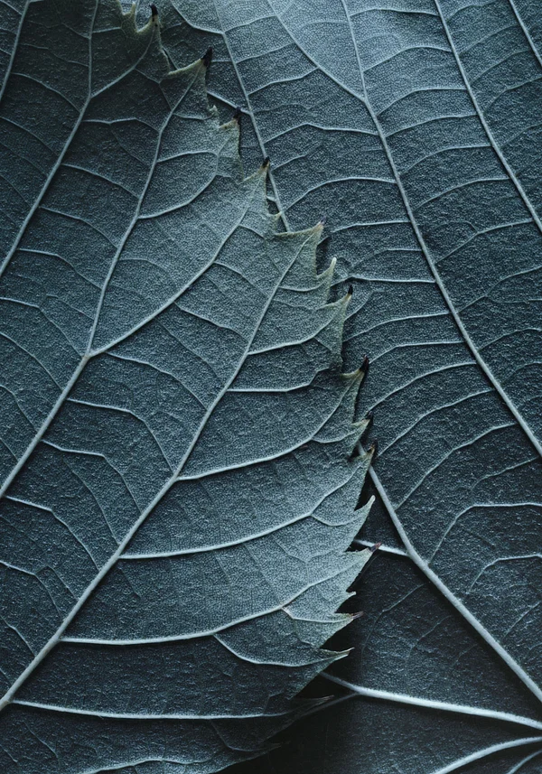 Hipnotyzująca natura liścia