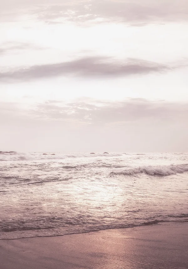 Beżowy róż w naturze