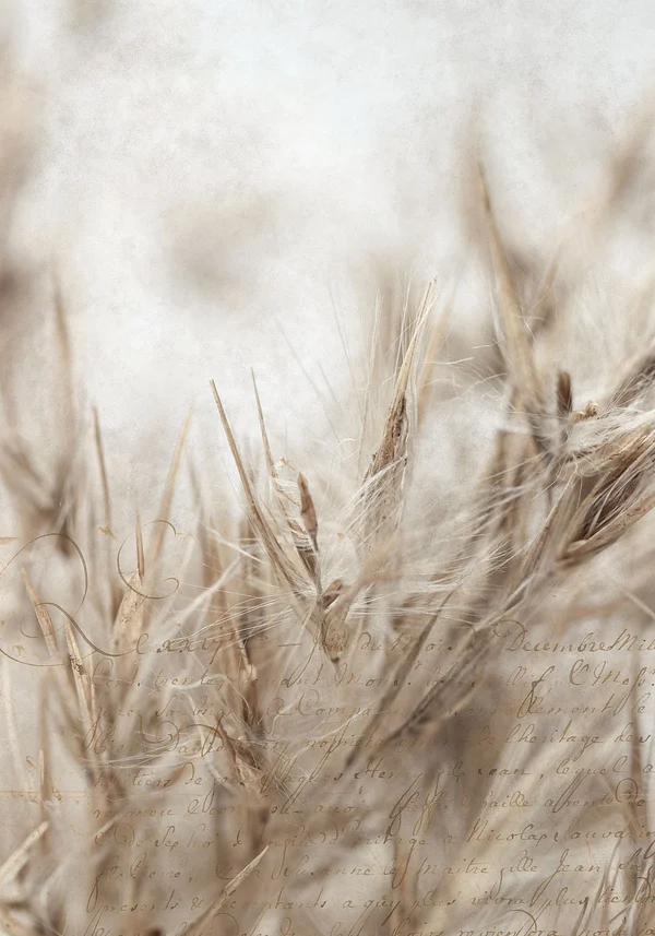 Polna dzika opowieść