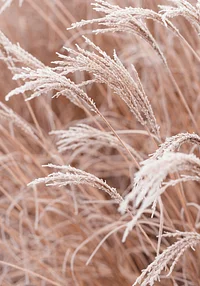 Trawy smagane jesiennym wiatrem