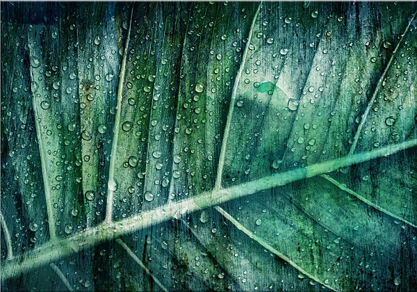 Skąpany w porannej rosie