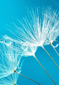 Niebieski dmuchawiec