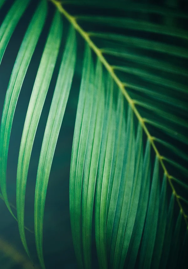 Soczysty kawałek zieleni