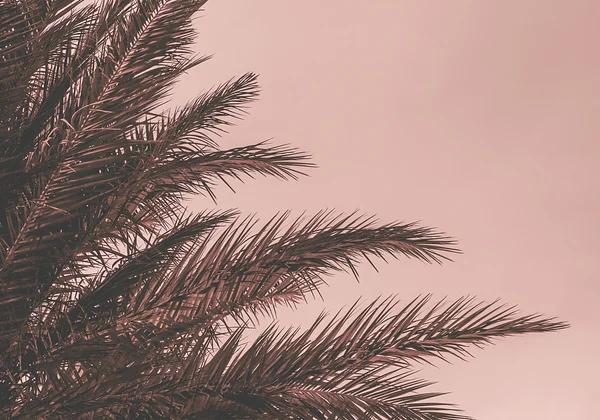 Wschód słońca nad palmami 