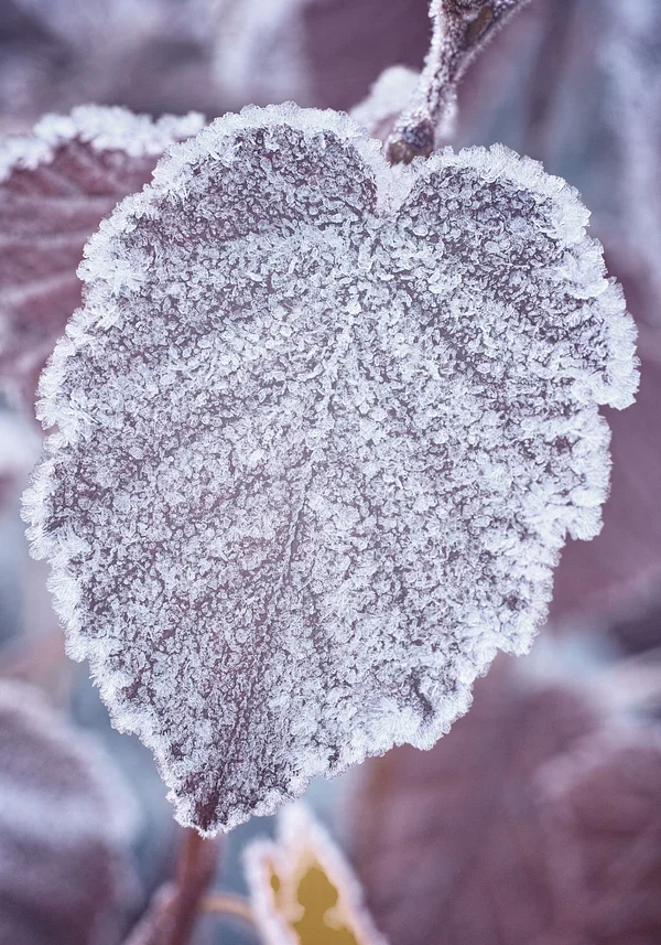 Zimowy pomnik natury