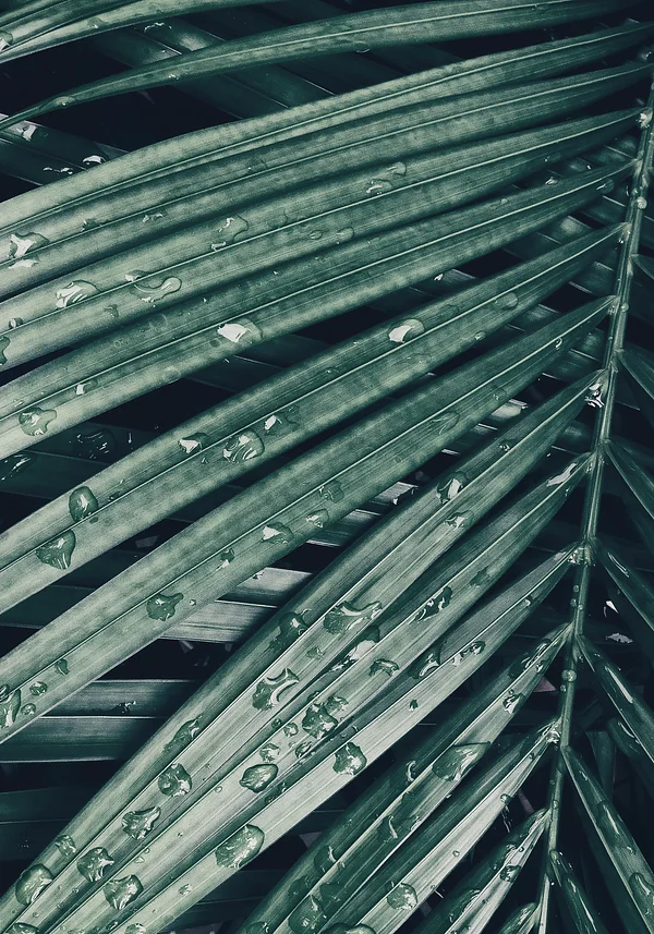 Letni ciepły deszcz