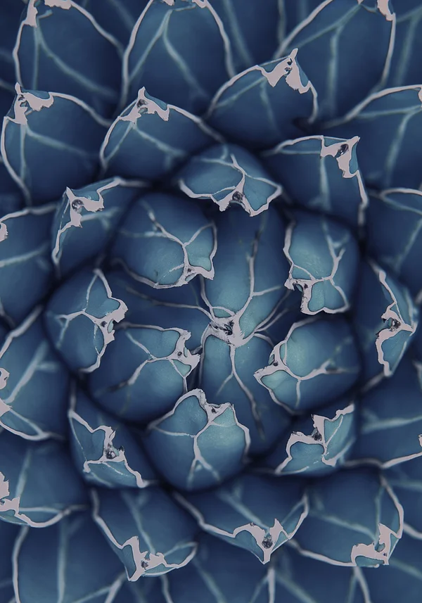 Zaczarowany kwiat nocy