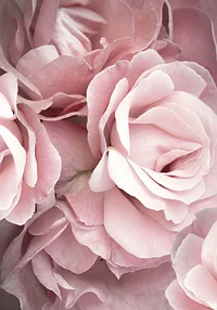 Hipnotyzujące róże 