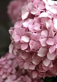 W różu Ci do twarzy