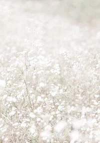 Kwiecisty dywan bieli