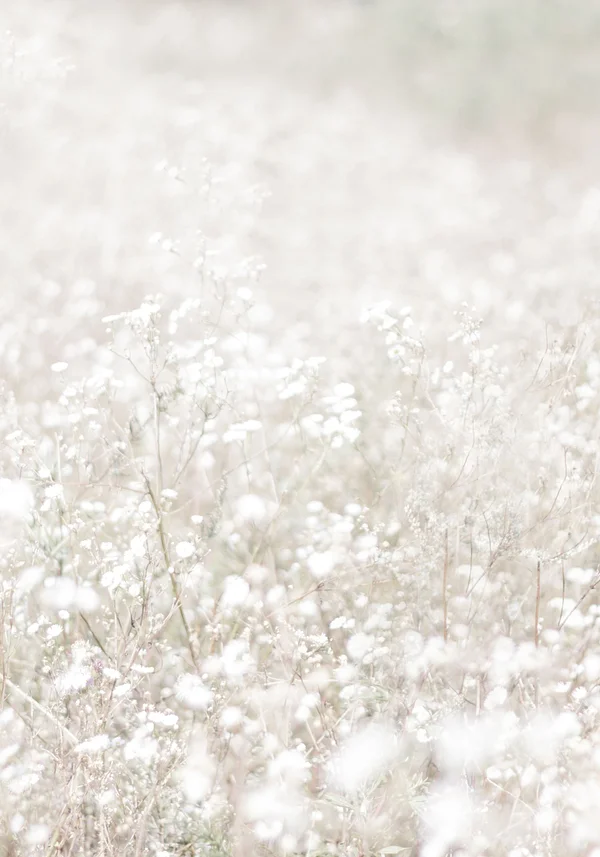 Kwiecisty dywan bieli