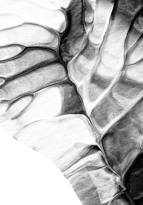 Minimalna natura liścia 