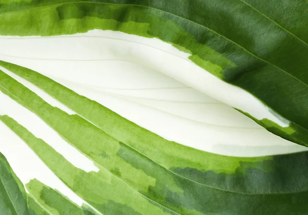 Natura zawsze z bliska 