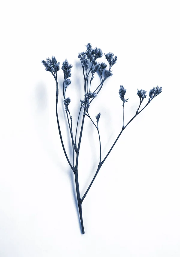 Magia Niebieskich Roślin