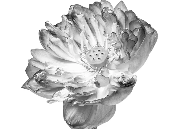 Prostota piękna natury 