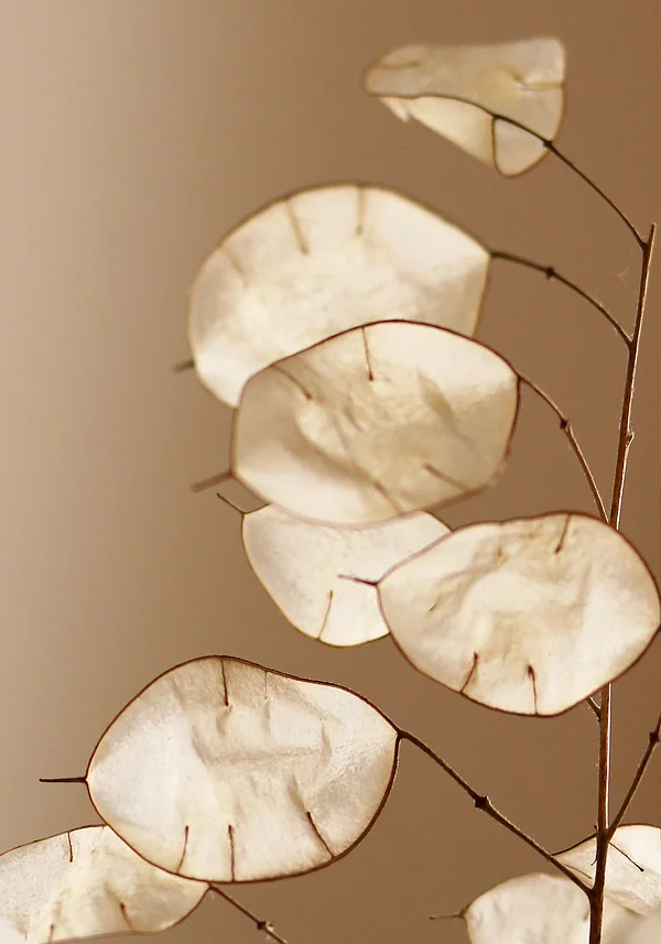 Delikatny jak powiew