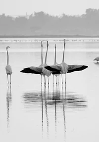 Majestatyczne i spokojne