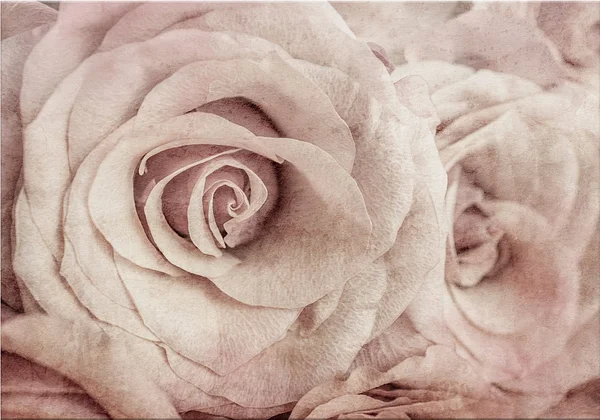 Delikatne chwile róży