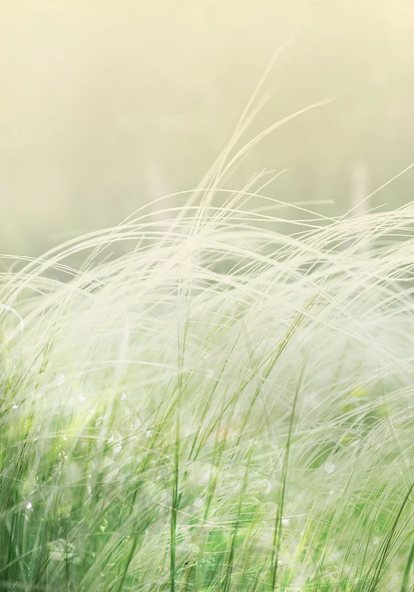 Słoneczna zieleń natury