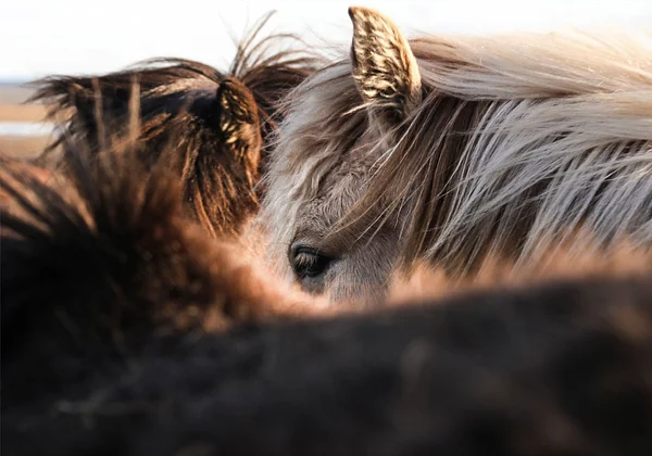 W pogoni za słońcem 