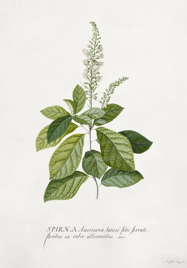 Spiraea 