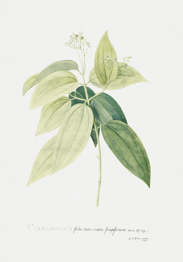 Cinnamomum