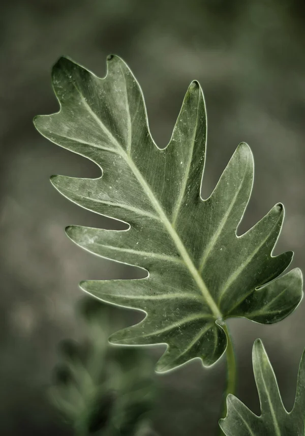 Zieleń natury w liściu 