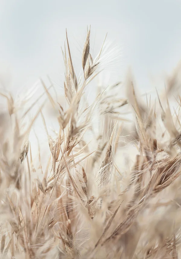 Polne piękności - plakat z polnymi trawami w odcieniach beżu 